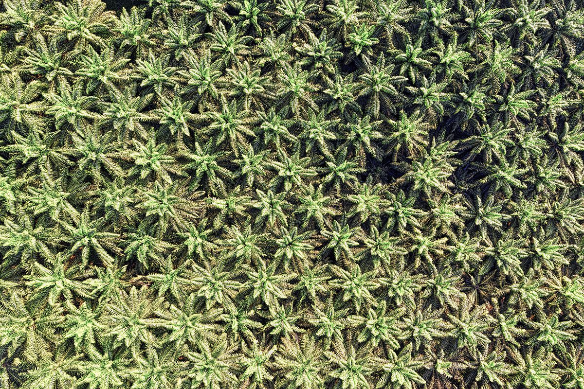 palm oil plantation
