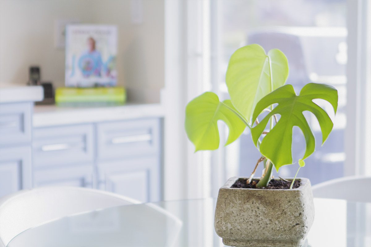 CPV-briggs-plant