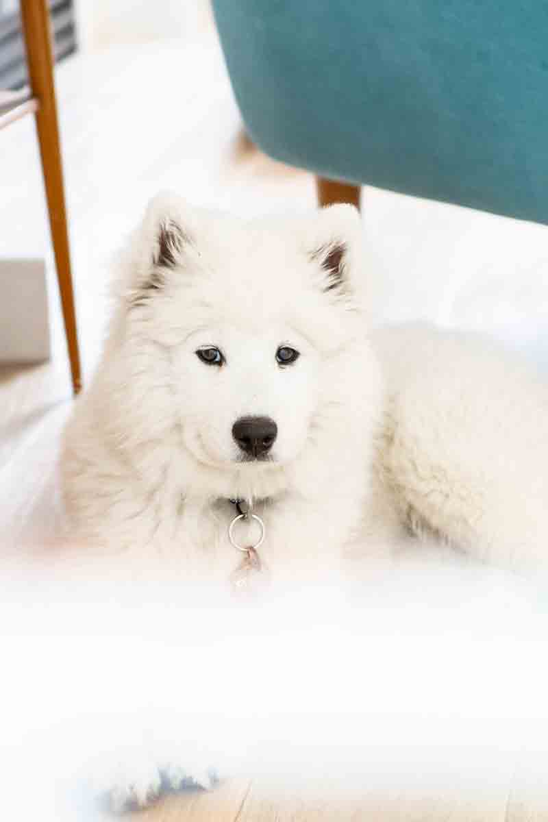 Dave-Catherine-dog